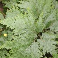 Selaginella haematodes (Kunze) Spring